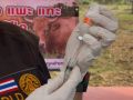 ‘ชัยภูมิ’ Kick Off เร่งฉีดวัคซีน‘ปากและเท้าเปื่อย’ ลุยทำลายเชื้อโรคพื้นที่เสี่ยง