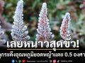 เลยหนาวสุดขั้ว! ภูกระดึงอุณหภูมิยอดหญ้าแตะ 0.5 องศาฯเกิดแม่คะนิ้งครั้งแรกของปี