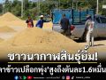 ชาวนาเริ่มยิ้ม! ตลาดกาฬสินธุ์คึกคักไม่หยุด ‘ราคาข้าวเปลือกพุ่ง’ สูงถึงตันละ 1.6 หมื่น