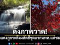 ดั่งภาพวาด! เมเปิลแดงภูกระดึงผลัดสีชุดแรก นักท่องเที่ยวแห่ชมคึกคัก