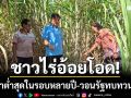 ชาวไร่อ้อยบุรีรัมย์โอด! ราคาต่ำสุดในรอบหลายปี วอนรัฐทบทวนไม่ต่ำกว่า 1,200 บาท