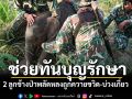 บุญรักษา! จนท.ช่วยทันเวลา 2 ลูกช้างพลัดหลง \'ตัวแรกถูกควายเผือกขวิด-อีกตัวติดบ่วง\'