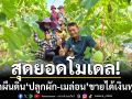 จากนาเสริมเป็นรายได้หลัก! พลิกผืนดิน ‘ปลูกผัก-เมล่อน’ ขายได้เงินทุกวัน