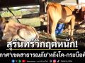 สุรินทร์วิกฤต! ประกาศ 6 อำเภอ ‘เขตสาธารณภัย’ หลังโค-กระบือดับพุ่ง 900 ตัว