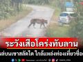 \'ทับลาน\' แจ้งเตือนนักท่องเที่ยวระวังเสือโคร่งโผล่บนเขาสลัดไดใกล้แหล่งท่องเที่ยวชื่อดัง