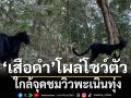พบเสือดำแก่งกระจานโผล่โชว์ตัว ใกล้จุดชมวิวพะเนินทุ่ง (คลิป)