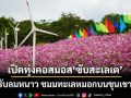 ‘ชัยภูมิ’เปิดทุ่งคอสมอส‘ซับสะเลเต’ รับลมหนาวบนขุนเขา ดึงนักท่องเที่ยวปลายปี