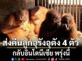 กรมอุทยานฯ ส่งคืน ลูกอุรังอุตัง 4 ตัว กลับอินโดนีเซีย พรุ่งนี้