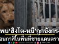 ฉก.นย.ตราด เข้าคุมพื้นที่ บ่อนกาสิโน พบ สิงโต-หมี ถูกขังในกรง