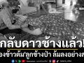 กลับดาวช้างแล้ว!  \'น้องข้าวต้ม\'ลูกช้างป่า ล้มลงอย่างสงบจากอาการตับวายเฉียบพลัน