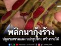 พลิกนากุ้งร้าง! ปลูก\'มะขามแดง\'แปรรูปขาย สร้างรายได้