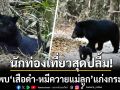 นักท่องเที่ยวเผยภาพสุดประทับใจ หลังพบ เสือดำ-หมีควายแม่ลูก เดินกลางถนนแก่งกระจาน