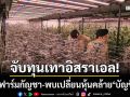 จับทุนเทาอิสราเอล! เปิดฟาร์มกัญชาครบวงจร-พบเปลี่ยนหุ้นนอมินีคล้าย ‘บัญชีม้า’