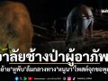 อาลัยช้างป่าวัย16 เจ้าหูพับ ถูกยิงยาซึมสิ้นลมกลางทาง หนูนาโพสต์จุกขอพูดแทน คนทำต้องรับกรรม