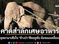 กรมอุทยานฯเสียใจ ช้างสีดอหูพับ ล้มขณะเคลื่อนย้าย คาดสำลักเศษอาหาร