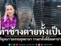 กัญจนา ฉะกรมอุทยานฯ วางยาช้างทั้งที่อ้อยคาปาก ตายทั้งเป็น แถลงทำร้ายคนหวังลดความสงสาร