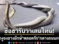 ฮือฮารับวาเลนไทน์! คู่รักงูจงอางยักษ์ ‘พลอดรัก’ กลางถนน-ชาวบ้านเชื่อเป็นงูเจ้าที่
