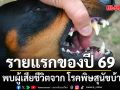 พบผู้เสียชีวิตจาก โรคพิษสุนัขบ้า รายแรกของปี 69 มีประวัติถูกลูกสุนัขกัด