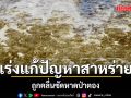 ภูเก็ตเร่งแก้ปัญหาสาหร่ายหาดป่าตอง สั่งปรับระยะจอดเรือสำราญ ห่างฝั่ง 3 กม. ยันใช้ชายหาดได้ตามปกติ