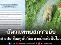 สัตวแพทยสภาไม่นิ่งเฉย เร่งตรวจสอบปม สีดอหูพับ ล้ม ฟันไม่เลี้ยงหากผิดจรรยาบรรณ