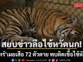 สยบข่าวลือหวัดไข้นก! อามิทร์ เผย เสือ 72 ตัวตาย พบติดเชื้อ ไข้หัดสุนัข \'คุ้มเสือ\'ฝังกลบ ไม่ขายซากเด็ดขาด