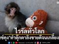 ไวรัลทั่วโลก พันช์คุง ทำตุ๊กตาลิงขายดีจนเกลี้ยงห้าง