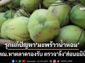 ‘พาณิชย์’รุกแก้ปัญหา‘มะพร้าวน้ำหอม’ครบวงจร หาตลาดรองรับ ลุยตรวจ‘ล้ง’เข้าข่ายนอมินี