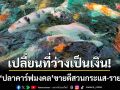 เปลี่ยนพื้นที่ว่างเป็นเงิน! หนุ่มตรังเพาะ \'ปลาคาร์ฟมงคล\' ขายดีสวนกระแส-รายได้พุ่ง