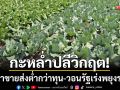 กะหล่ำปลีหล่มสักวิกฤต! ราคาขายส่งต่ำกว่าทุน 3 เท่าตัว-วอนรัฐเร่งพยุงราคา