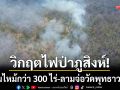 วิกฤตไฟป่าภูสิงห์! โหมไหม้กว่า 300 ไร่ ลามจ่อวัดพุทธาวาสฯ-ผู้ว่าฯสั่งสกัดเพลิงด่วน