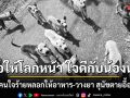 น้องผิดอะไร? คนใจร้ายหลอกให้อาหาร-วางยา สุนัขจรจัดกว่า 20 ตัว ตายเกลื่อนบนเขา