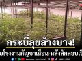 กระบี่ลุยล้างบาง! ทลายโรงงานกัญชาเถื่อน-หลังแอบเปิดซ้ำแม้ถูกสั่งพักใบอนุญาต