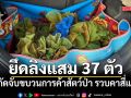 ปทส. สกัดจับขบวนการค้าสัตว์ป่า รวบคาสี่แยก ยึดลิงแสม 37 ชีวิต ซุกรถเก๋งเตรียมส่งออก