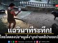 แฉวินาทีระทึก ชายไทยโดดลงบ่อ หมูเด้ง ถ่ายคลิประยะประชิด สวนสัตว์สั่งดำเนินคดีถึงที่สุด