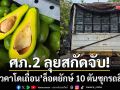ศภ.2 สกัดจับ! \'อะโวคาโดเถื่อน\' ล็อตยักษ์ 10 ตัน-ซุกรถสิบล้อกลางปั๊มน้ำมันกุดชุม