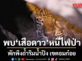 เปิดภาพ เสือดาวหนีไฟป่า พักพิงถ้ำริมน้ำปิง เขตอมก๋อย สั่งเจ้าหน้าที่เฝ้าระวังใกล้ชิด