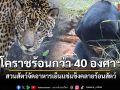โคราชร้อนปรอทแตกกว่า 40 องศาฯ สวนสัตว์จัดอาหารเย็นแช่แข็งคลายร้อนสัตว์