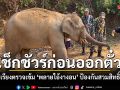 นอภ.แม่สะเรียง นำทีมรุดตรวจ พลายไอ้งางอน คุมเข้มจดทะเบียนสัตว์พาหนะ ป้องกันสวมสิทธิ์ช้างป่า
