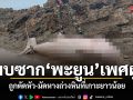 พบซากพะยูนหนุ่ม ถูกตัดหัวถ่วงหินที่เกาะยาวน้อย ตร.เร่งแกะรอยล่าตัว