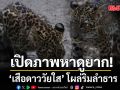 เปิดภาพ เสือดาววัยใส โผล่รับสงกรานต์ อุทยานฯชี้ของขวัญล้ำค่าจากผืนป่ามรดกโลกแก่งกระจาน
