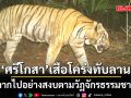 ศรีโกสา เสือโคร่งตัวสำคัญ ของฐานข้อมูลประชากร ดงพญาเย็น-เขาใหญ่ จากไปอย่างสงบตามวัฏจักรธรรมชาติ