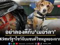 เจ้าเมอร์ลา สุนัข K9 สหรัฐ โชว์ผลงานเจ๋ง ยึดแซนด์วิชหมูหยองจากไทยนับ 100 ชิ้น