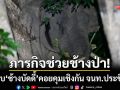 ภารกิจช่วยช้างป่าเจ็บ! ทึ่งพบ ‘ช้างบัดดี้’ คอยคุมเชิงกันเจ้าหน้าที่ประชิดตัว