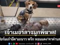 อย่าหวังจะเล็ดลอด! เจ้าเมอร์ลา สุนัข K9 โชว์ฟอร์มเก๋าอีกรอบยึด มะนาว พริก หอมแดง คาด่านสหรัฐฯ