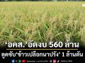 พยุงราคา!‘อคส.’อัดงบ 560 ล้าน ดูดซับ‘ข้าวเปลือกนาปรัง’ 1 ล้านตัน