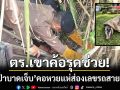 ตร.เขาค้อรุดช่วย! หมูป่าบาดเจ็บกลางเนินมหัศจรรย์-คอหวยแห่ส่องเลขรถสายตรวจ