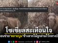 โซเชียลสะเทือนใจ วอนช่วย พลายบูม ช้างลากไม้ถูกลามไว้กลางป่า เจ้าของป่วยดูแลไม่ไหว