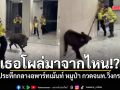 เธอโผล่มาจากไหน!? คลิประทึกกลางอพาร์ทเม้นท์ หมูป่า กวดเจ้าหน้าที่วิ่งกระเจิง