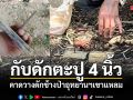 จิตใจทำด้วยอะไร? พบกับดักตะปู 4 นิ้ววางดักช้างป่า โชคดีชาวบ้านเห็นก่อนช้างเหยียบทรมาน