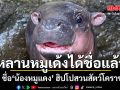 หลานหมูเด้งได้ชื่อแล้ว!!! ชื่อ\'น้องหมูแดง\' ฮิปโปสวนสัตว์โคราช